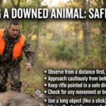 How Should a Downed Deer or Other Large Animal Be Approached?
